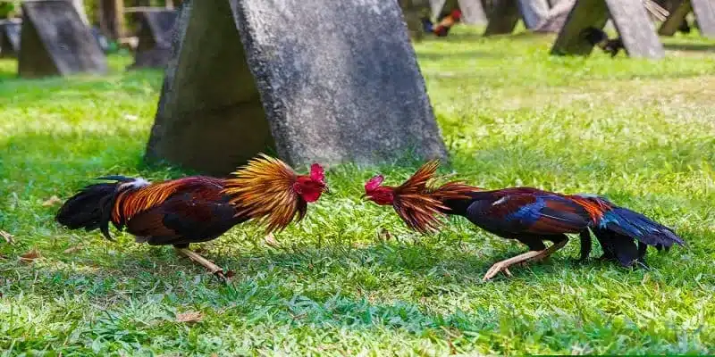 Cách chơi và cược đá gà EV88 cho người mới