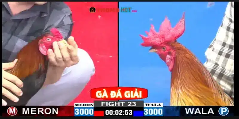 Đá gà C1 là gì Trò chơi hấp dẫn khiến game thủ mê mẩn