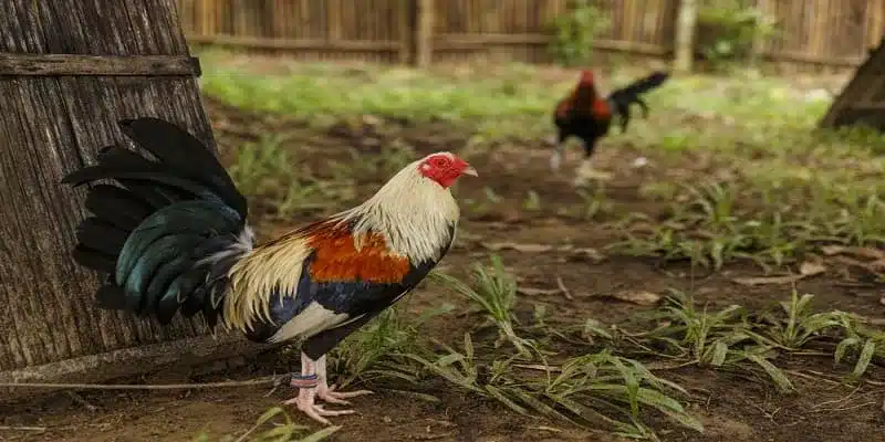 Điểm nổi bật riêng có của đá gà EV88