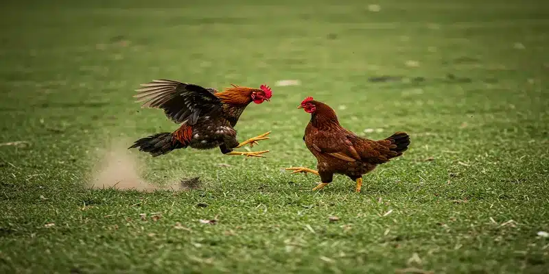 Hướng dẫn chơi đá gà cựa sắt tại EV88 chi tiết từ A đến Z