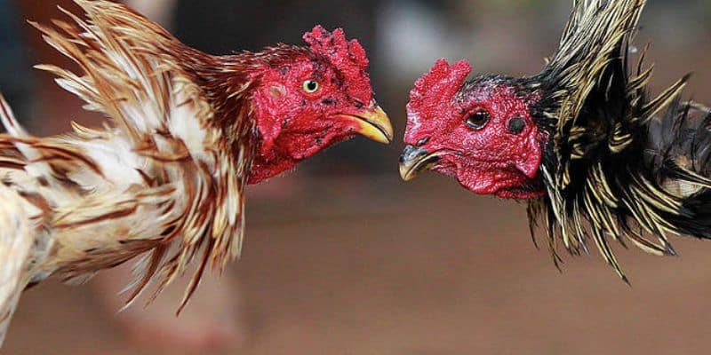 Đá gà EV88 trực tiếp hàng ngày